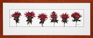 Beebalm in cherry stained frame