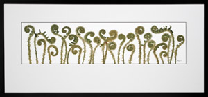 Fiddleheads in black stained frame