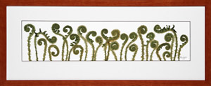 Fiddleheads in cherry stained frame