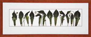 Jack in the Pulpits giclee print in cherry stained frame